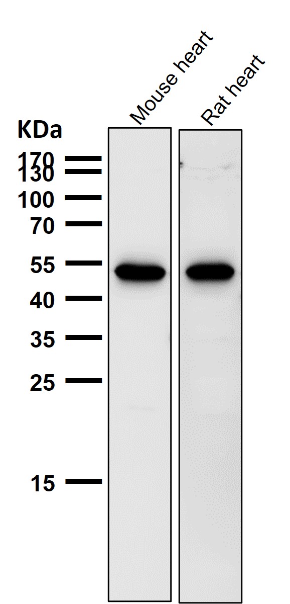 WB - Anti-Met (c-Met) Rabbit Monoclonal Antibody ABO14067